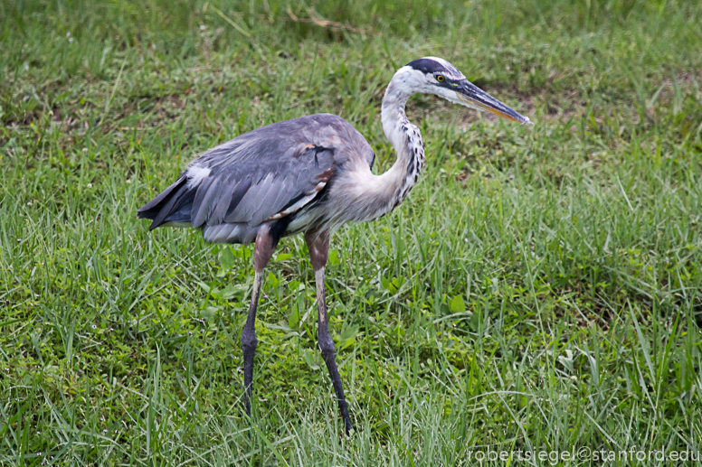 heron